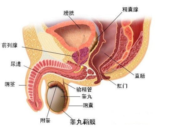 如何获得前列腺高潮